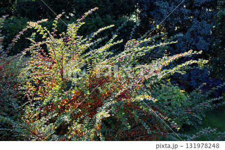 Autumn shrub foliage with red berries catching sunlight in a peaceful garden, seasonal nature background 131978248