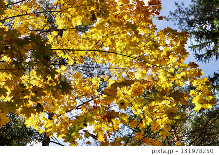 Maple trees displaying bright yellow autumn leaves backlit by sunlight, with glimpses of a clear blue sky 131978250