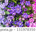 紫やピンクが鮮やかに咲くリンドウの花 | 秋を感じさせる色合いで、フラワーデザインや季節の背景に 131978350