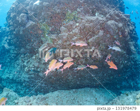 ホウライヒメジ他の群れ。静岡県伊豆半島南伊豆町中木ヒリゾ浜-2025年 131978479