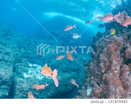 ホウライヒメジ他の群れ。静岡県伊豆半島南伊豆町中木ヒリゾ浜-2025年 131978482