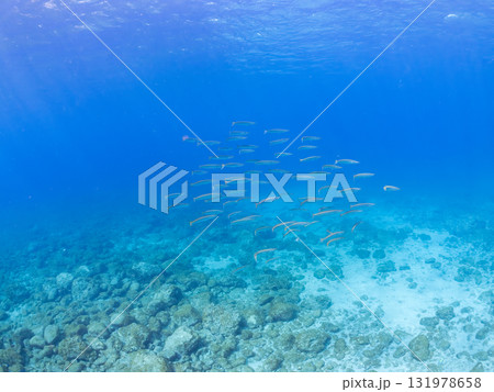 タイワンカマス他の群れ。静岡県伊豆半島南伊豆町中木ヒリゾ浜-2025年 131978658