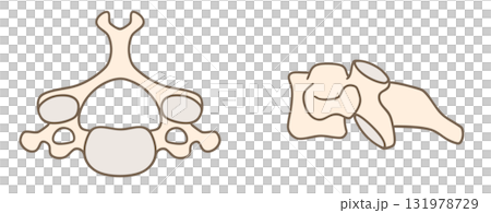 Anatomy of the fourth cervical vertebra (C4), top and side view illustration set 131978729
