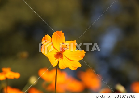キバナコスモス キバナコスモス 131978869