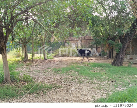 Ostriches in forest with selective focus 131979024