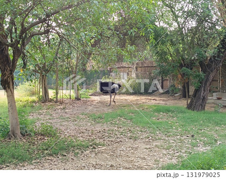Ostriches in forest with selective focus 131979025