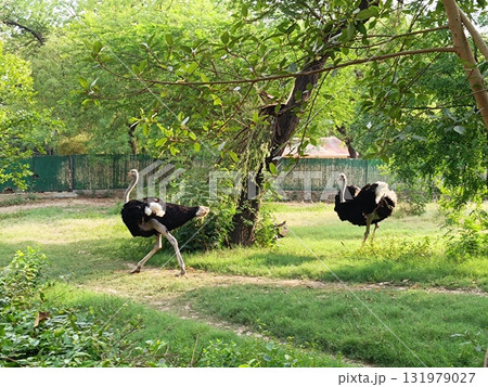 Ostriches in forest with selective focus 131979027