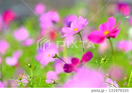 爽やかで可愛い　コスモスの花 131979103