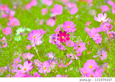 爽やかで可愛い　コスモスの花 131979107