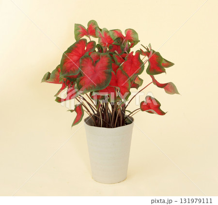 カラジューム サンセットピンク カラジューム サンセットピンク 131979111