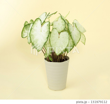 カラジューム　アーロン 131979112