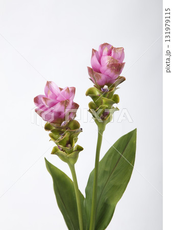 クルクマ 切花 クルクマ 切花 131979115