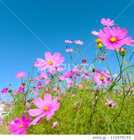 青空にピンク色が映えるコスモスの花 青空にピンク色が映えるコスモスの花 131979138