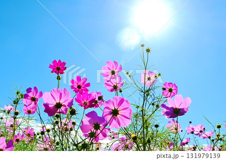 青空にピンク色が映えるコスモスの花 131979139