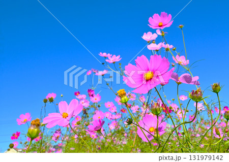 青空にピンク色が映えるコスモスの花 青空にピンク色が映えるコスモスの花 131979142