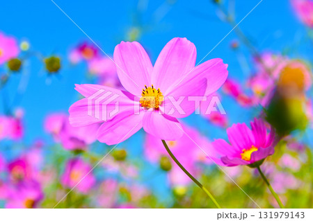 青空にピンク色が映えるコスモスの花 131979143
