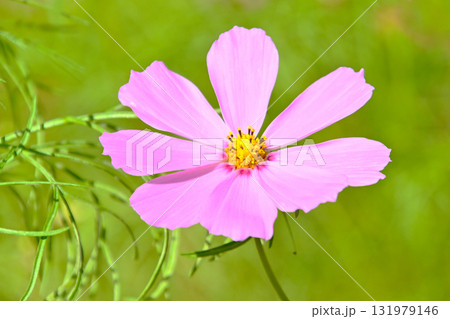 爽やかで可愛い コスモスの花 爽やかで可愛い コスモスの花 131979146