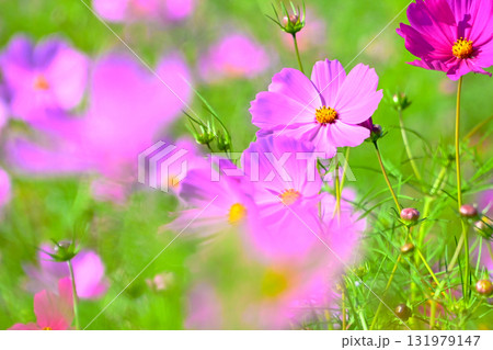 爽やかで可愛い コスモスの花 爽やかで可愛い コスモスの花 131979147