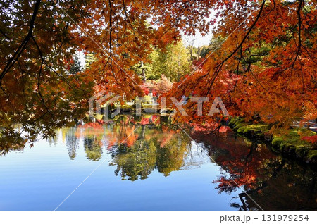 池に映る永保寺の紅葉 池に映る永保寺の紅葉 131979254