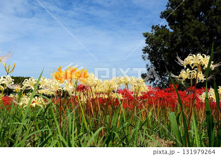 青空に映える赤と黄色と白の彼岸花 青空に映える赤と黄色と白の彼岸花 131979264