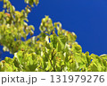 色付き始めたハナミズキ 131979276