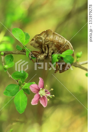 蝉の抜け殻と枸杞の花 蝉の抜け殻と枸杞の花 131979278