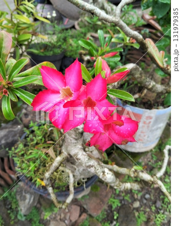 Vibrant pink Adenium flower blooms with raindrops in lush garden setting, perfect for nature lovers seeking exotic floral beauty and serenity 131979385