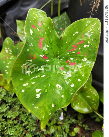 Vibrant caladium leaf glistening with fresh raindrops, showcasing nature's beauty and intricate details in a lush, green garden setting, perfect for backgrounds 131979386