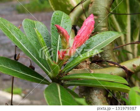 Vibrant red desert rose buds covered in raindrops create a refreshing, natural beauty perfect for springtime promotions and botanical designs 131979387