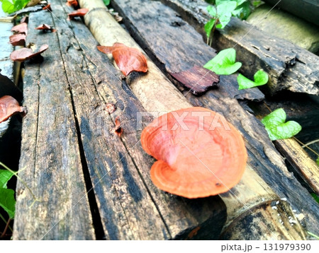 Vibrant orange mushrooms flourish on weathered wood, accented by fresh green leaves, embodying nature's resilience and beauty for rustic designs 131979390