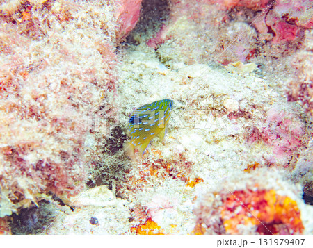 星空のような模様のルリホシスズメダイ幼魚。静岡県伊豆半島南伊豆町中木ヒリゾ浜-2025年 星空のような模様のルリホシスズメダイ幼魚。静岡県伊豆半島南伊豆町中木ヒリゾ浜-2025年 131979407