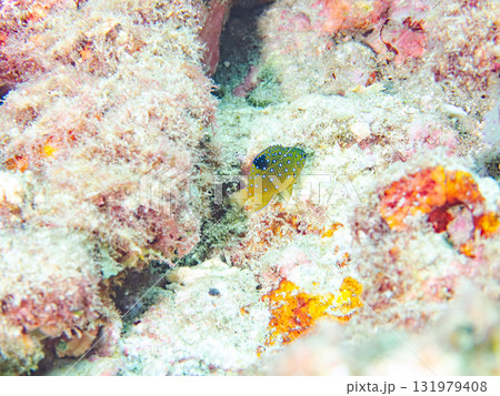 星空のような模様のルリホシスズメダイ幼魚。静岡県伊豆半島南伊豆町中木ヒリゾ浜-2025年 星空のような模様のルリホシスズメダイ幼魚。静岡県伊豆半島南伊豆町中木ヒリゾ浜-2025年 131979408