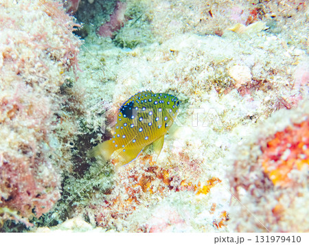 星空のような模様のルリホシスズメダイ幼魚。静岡県伊豆半島南伊豆町中木ヒリゾ浜-2025年 131979410