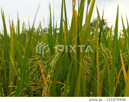 Lush green rice paddy field glistening with morning dew, a vibrant agricultural scene evoking growth, abundance, and the beauty of rural landscapes Lush green rice paddy field glistening with morning dew, a vibrant agricultural scene evoking growth, abundance, and the beauty of rural landscapes 131979486