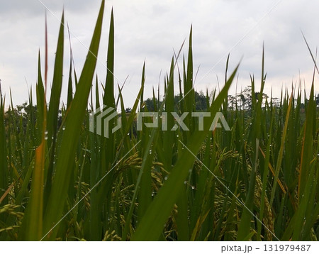 Lush green rice paddy field glistening with morning dew drops evoking tranquility and sustainable agriculture in a rural asian landscape 131979487