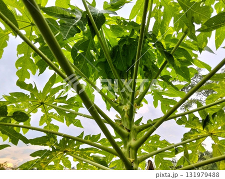 Vibrant green papaya tree reaching for the sky, a symbol of growth, resilience, and tropical abundance, perfect for conveying natural beauty and health Vibrant green papaya tree reaching for the sky, a symbol of growth, resilience, and tropical abundance, perfect for conveying natural beauty and health 131979488
