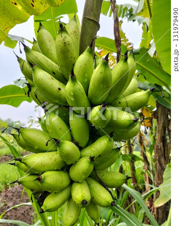 Captivating green banana cluster growing naturally outdoors, perfect for tropical fruit promotions, healthy eating campaigns, and vibrant food content creation 131979490
