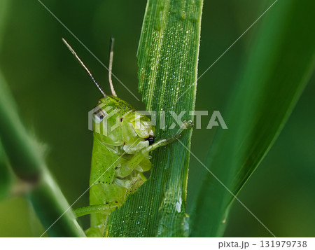 ササの葉を食べるイナゴ 131979738