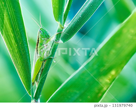 草にとまるバッタ 131979740