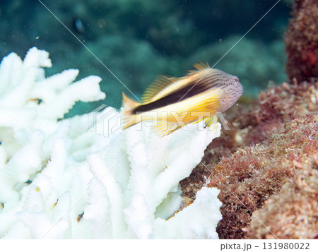 白化したエンタクミドリイシとセダカギンポ、ホシゴンベの幼魚。静岡県伊豆半島南伊豆町中木ヒリゾ浜 131980022