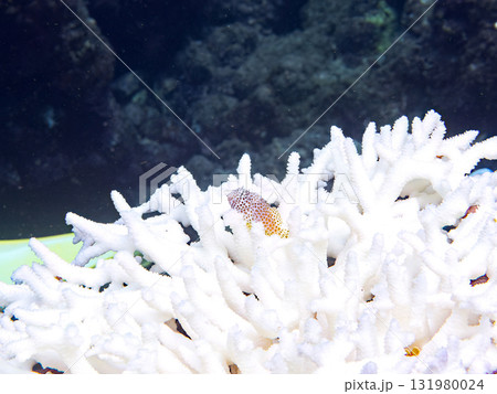 白化したエンタクミドリイシとセダカギンポ、ホシゴンベの幼魚。静岡県伊豆半島南伊豆町中木ヒリゾ浜 白化したエンタクミドリイシとセダカギンポ、ホシゴンベの幼魚。静岡県伊豆半島南伊豆町中木ヒリゾ浜 131980024