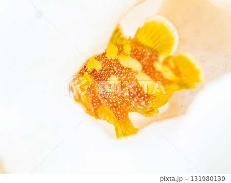 白化したエンタクミドリイシとカスリフサカサゴ幼魚。静岡県伊豆半島南伊豆町中木ヒリゾ浜-2025年 131980130