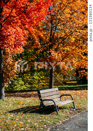 Row of park benches under vibrant orange autumn tree in sunny city park. Green urban planning, nature therapy, autumn mood, mental well-being 131980134