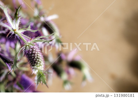 Close-up of Eryngium flower with spiky purple bracts and thistle-like form. Sea holly detail, botanical textures, wild flora focus, muted natural palette Close-up of Eryngium flower with spiky purple bracts and thistle-like form. Sea holly detail, botanical textures, wild flora focus, muted natural palette 131980181