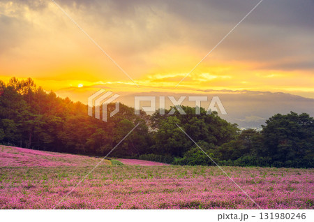 【日の出】赤そばの里【上伊那郡箕輪町】 131980246