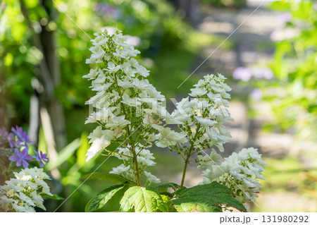 庭に咲く花 庭に咲く花 131980292