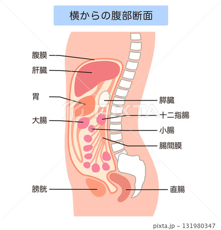 健康な腹部の断面 131980347