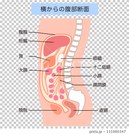 健康な腹部の断面 131980347
