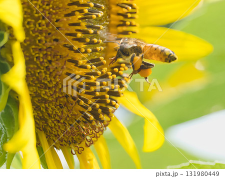 ひまわりの蜜を吸うミツバチ ひまわりの蜜を吸うミツバチ 131980449