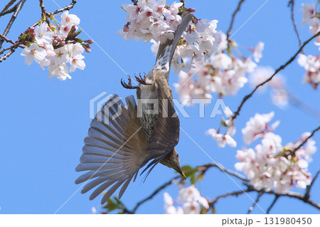 桜の蜜を吸うヒヨドリ 桜の蜜を吸うヒヨドリ 131980450